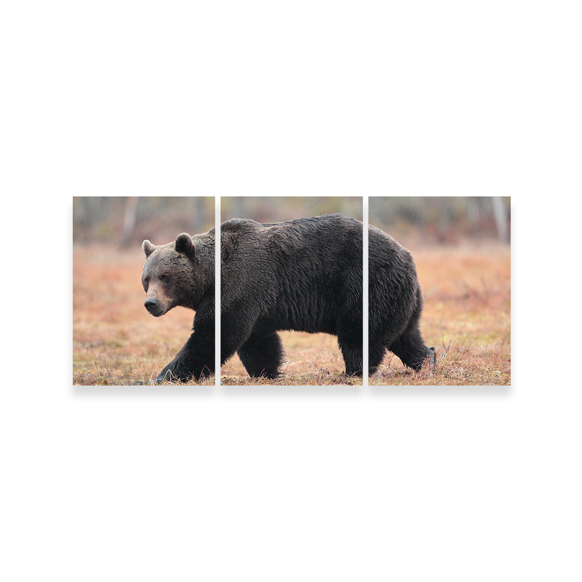 Brown Bear Wall Art