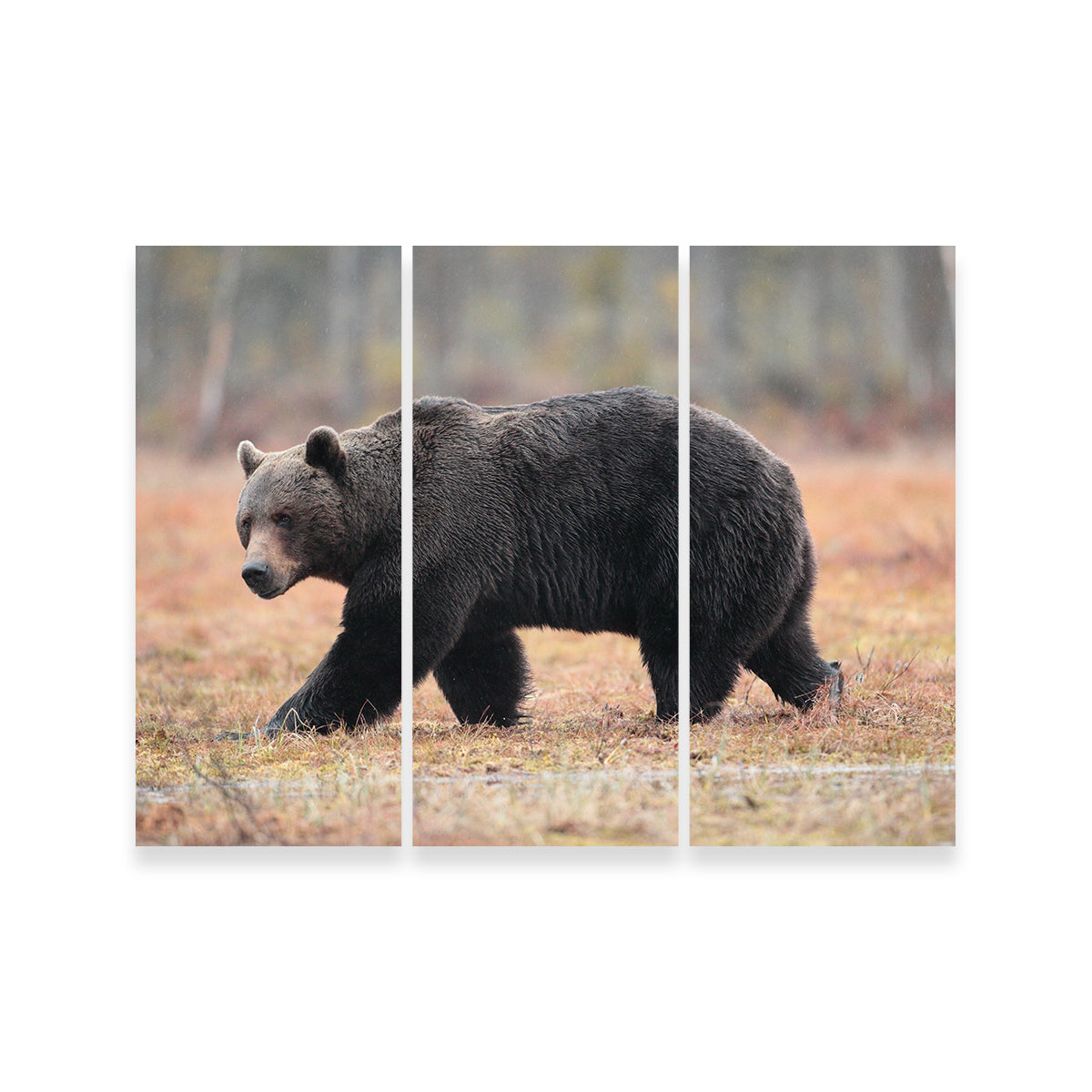 Brown Bear Wall Art