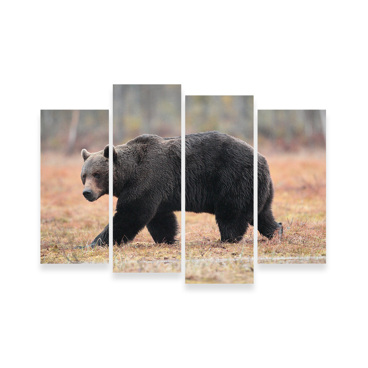 Brown Bear Wall Art