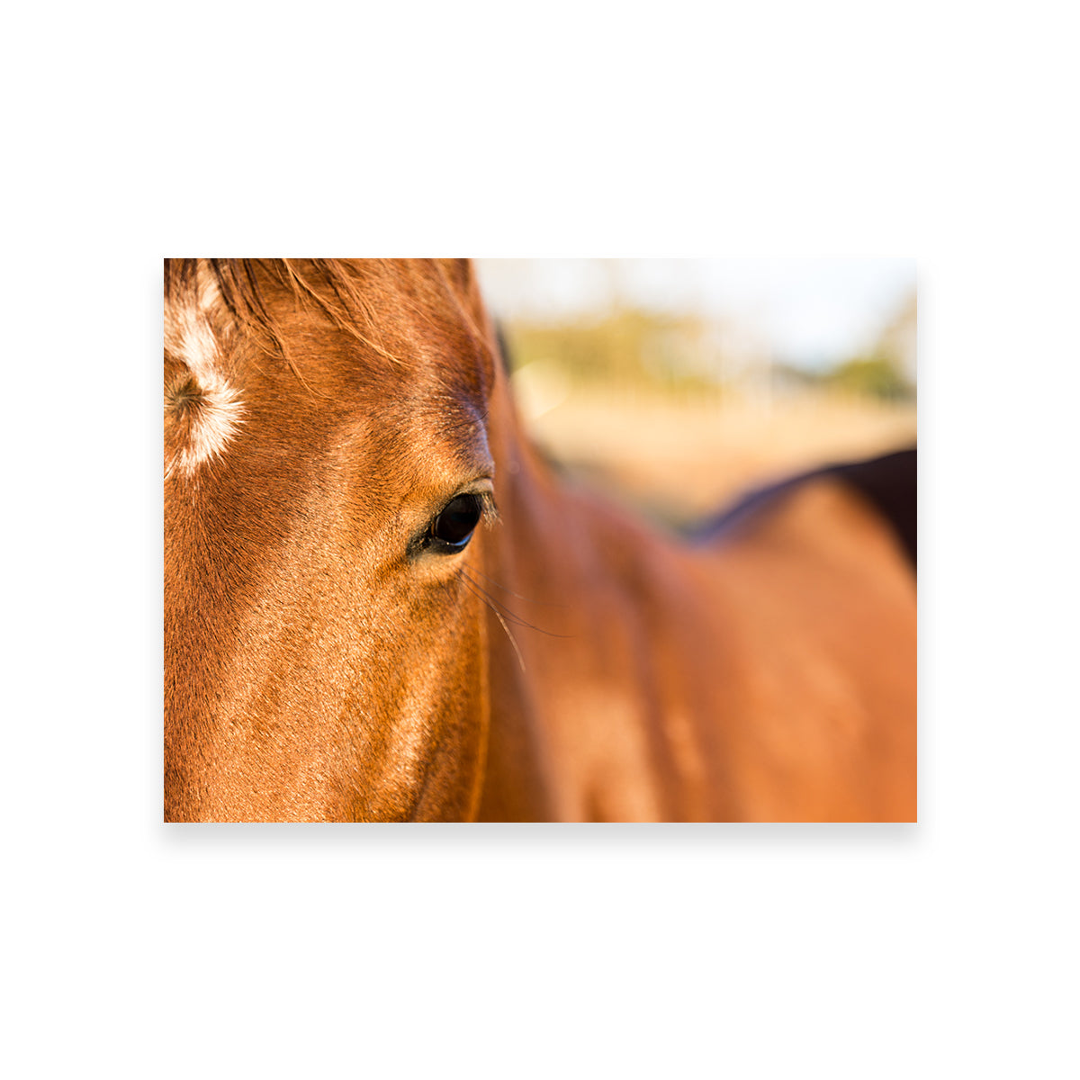 Brown Quarter Horse Wall Art