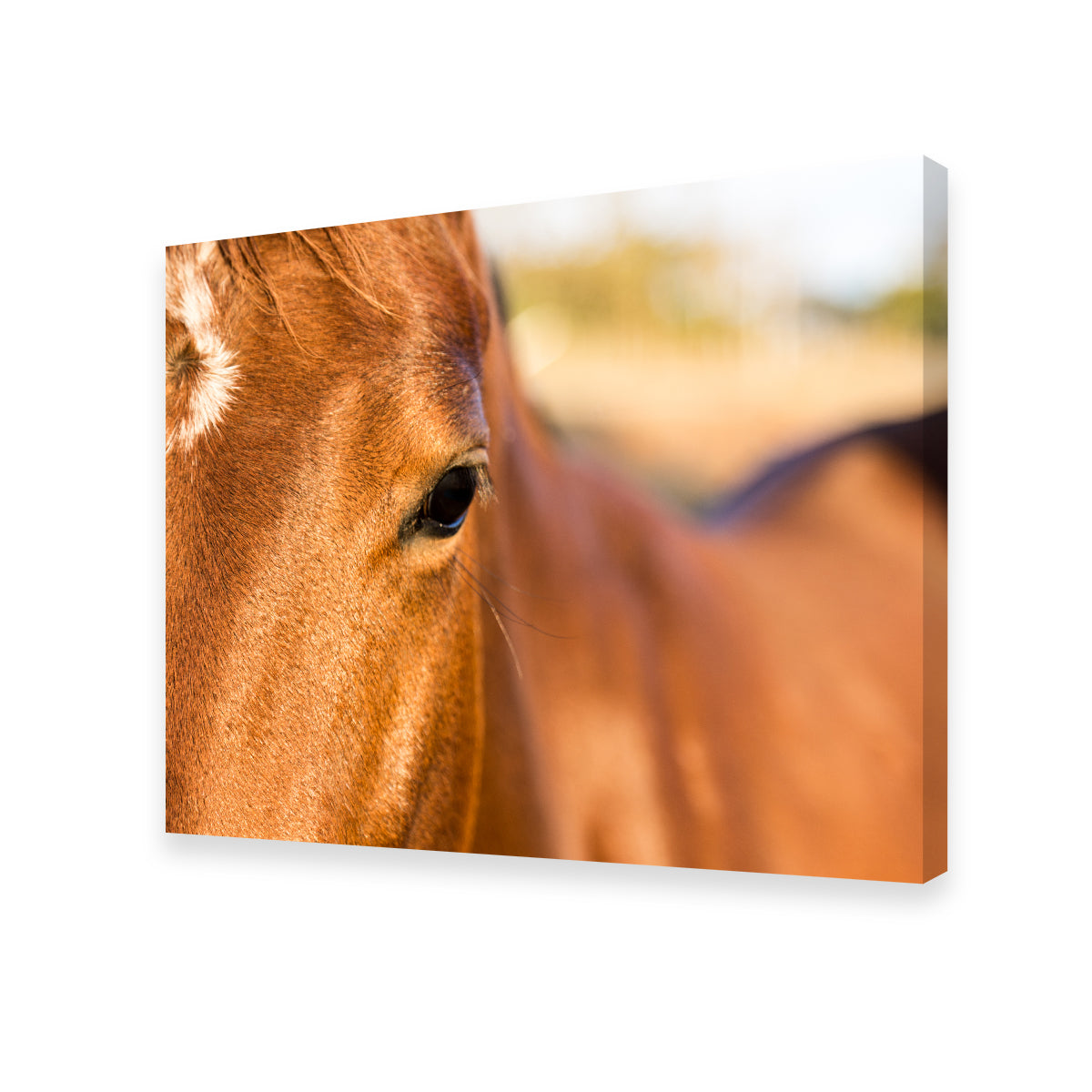 Brown Quarter Horse Wall Art