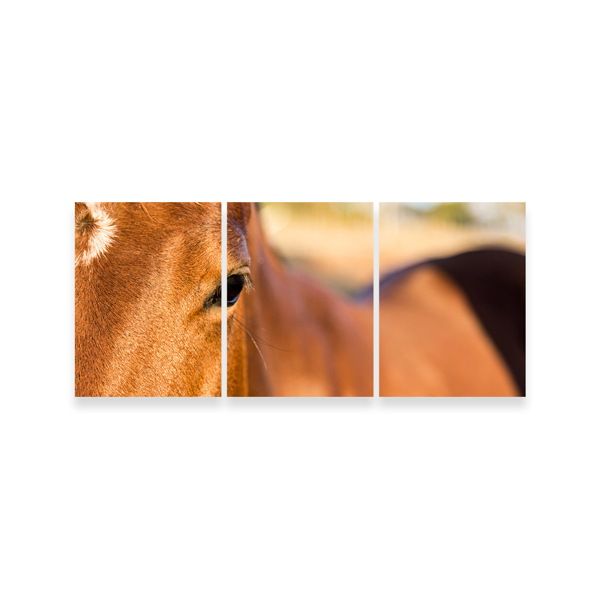 Brown Quarter Horse Wall Art