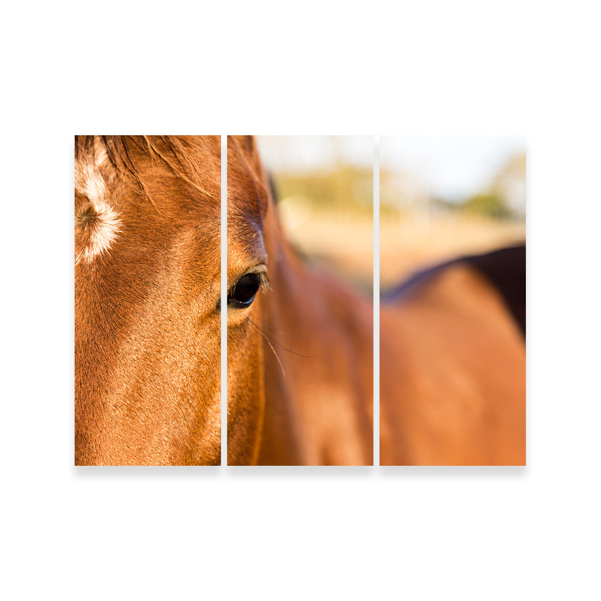 Brown Quarter Horse Wall Art