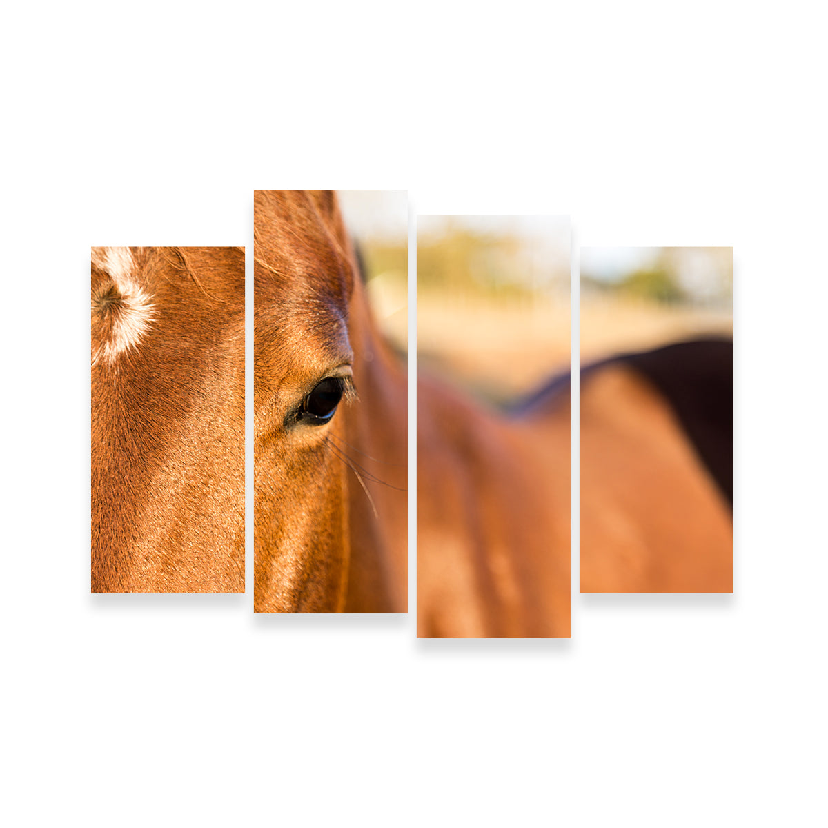 Brown Quarter Horse Wall Art