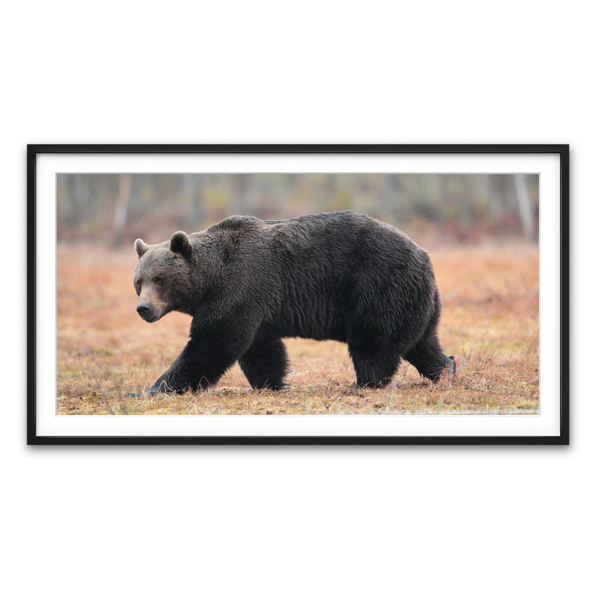 Framed Print 2x1 Black