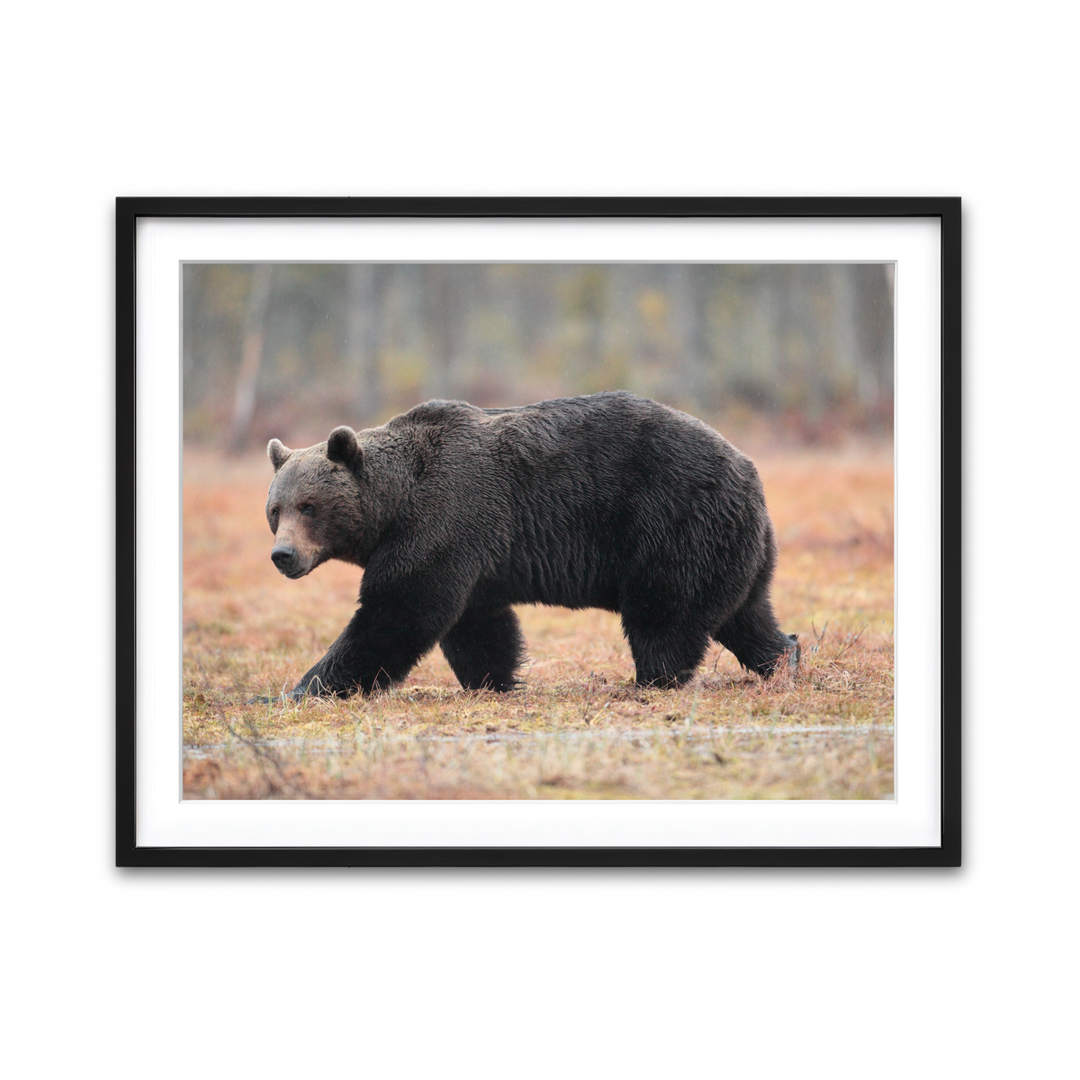 Framed Print 4x3 Black