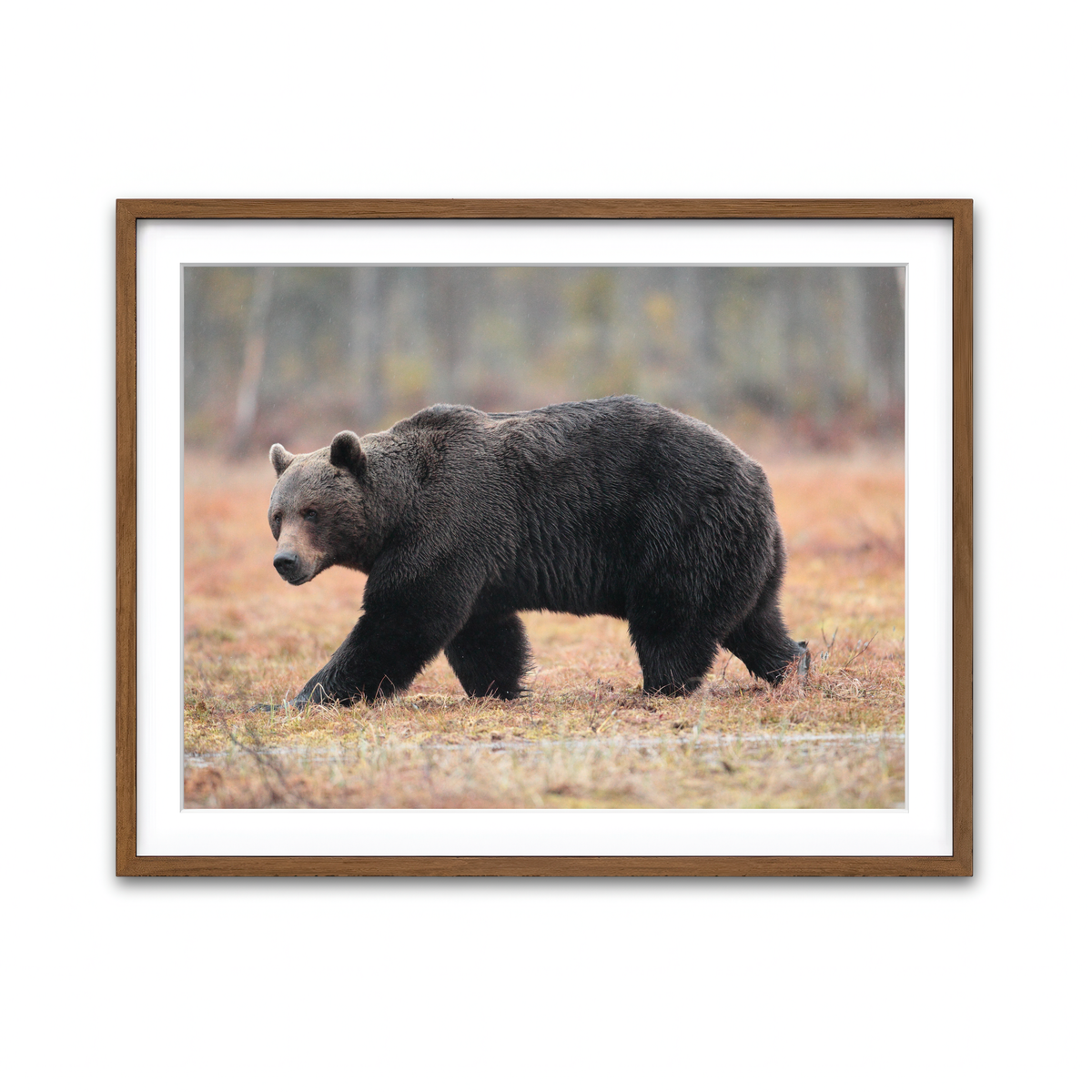 Framed Print 4x3 Walnut