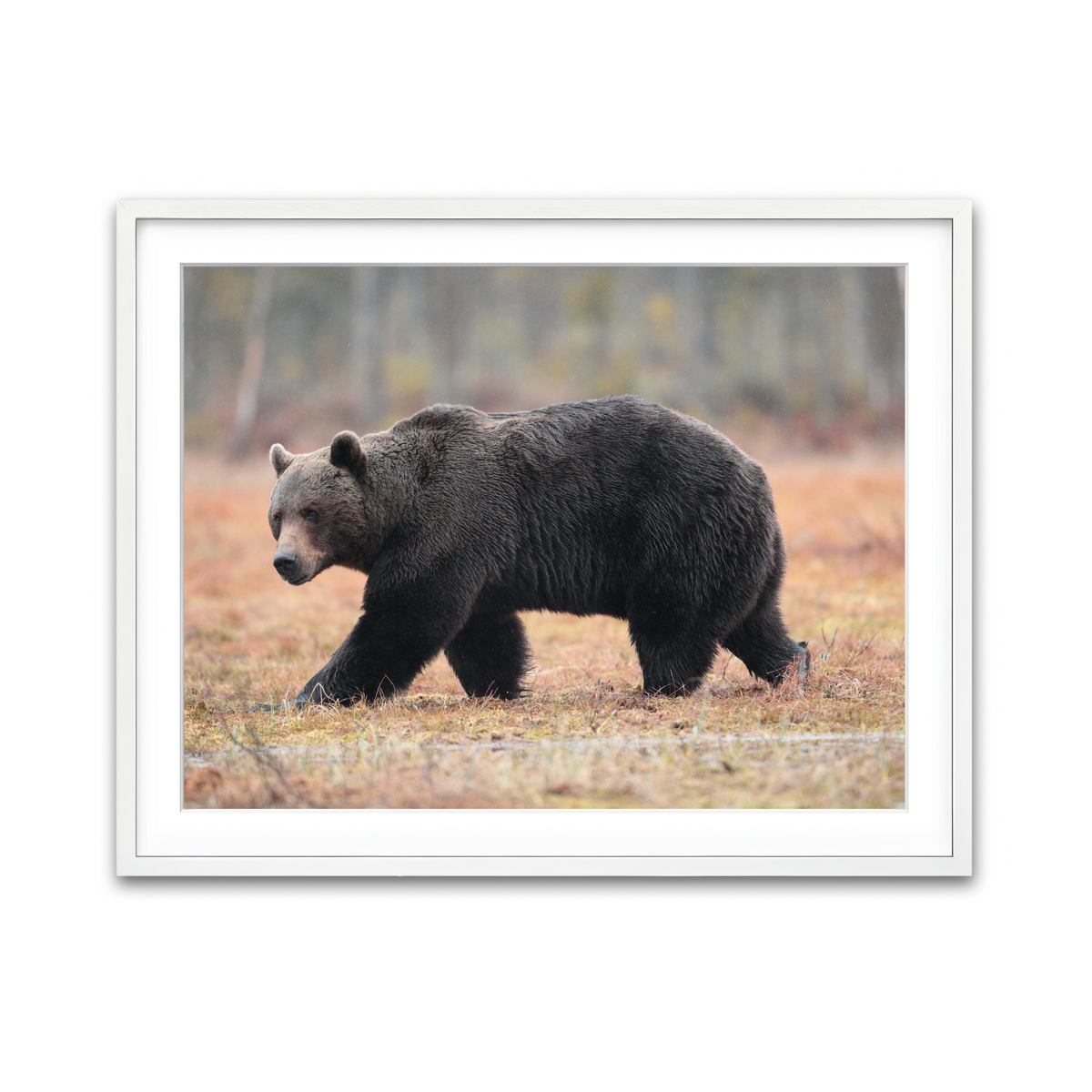 Framed Print 4x3 White