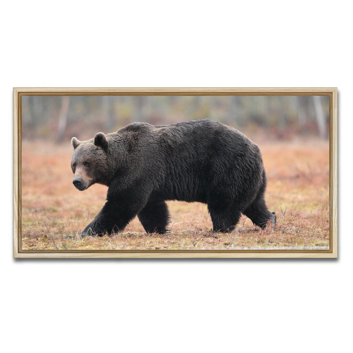 AUTO-MOCKUP WHITE | Brown Bear | 1 Piece | Natural Framed Canvas | group=2x1