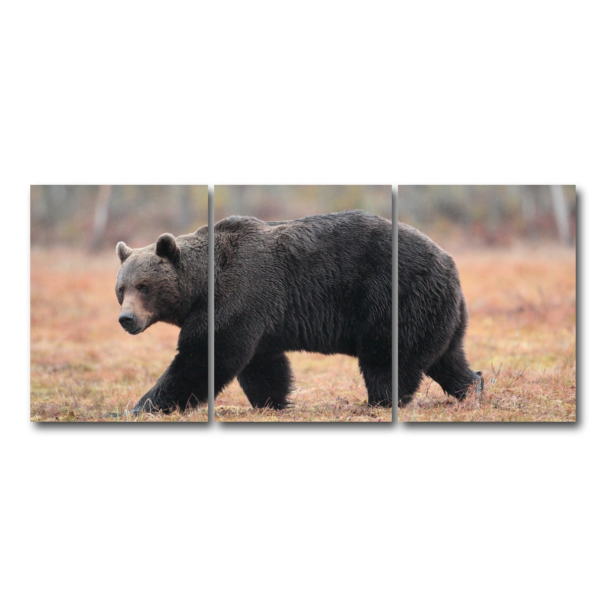 AUTO-MOCKUP WHITE | Brown Bear | 3 Piece | Gallery Wrap Canvas | group=18x24