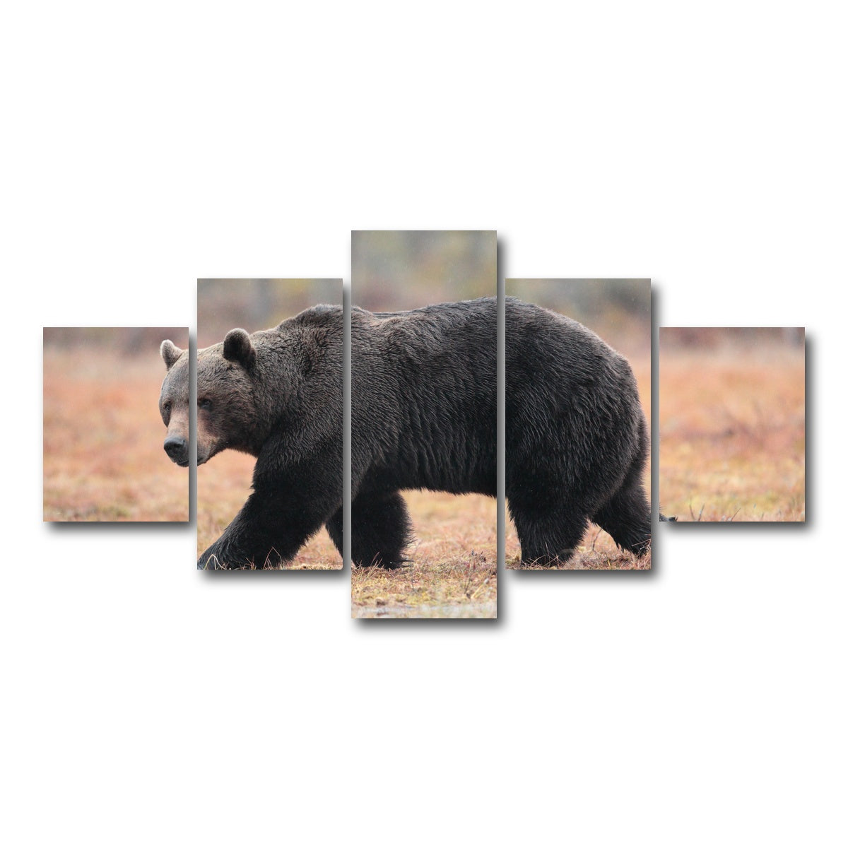AUTO-MOCKUP WHITE | Brown Bear | 5 Piece | Gallery Wrap Canvas | group=5_short