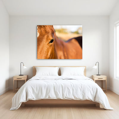 AUTO-MOCKUP ROOM | Brown Quarter Horse