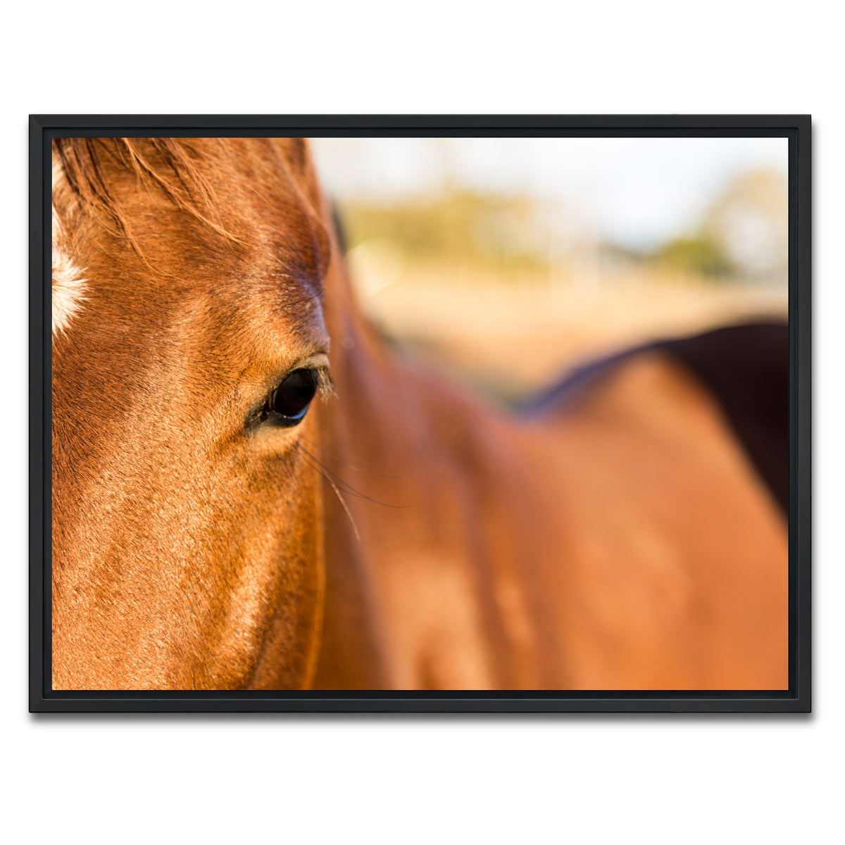 AUTO-MOCKUP WHITE | Brown Quarter Horse | 1 Piece | Black Framed Canvas | group=4x3