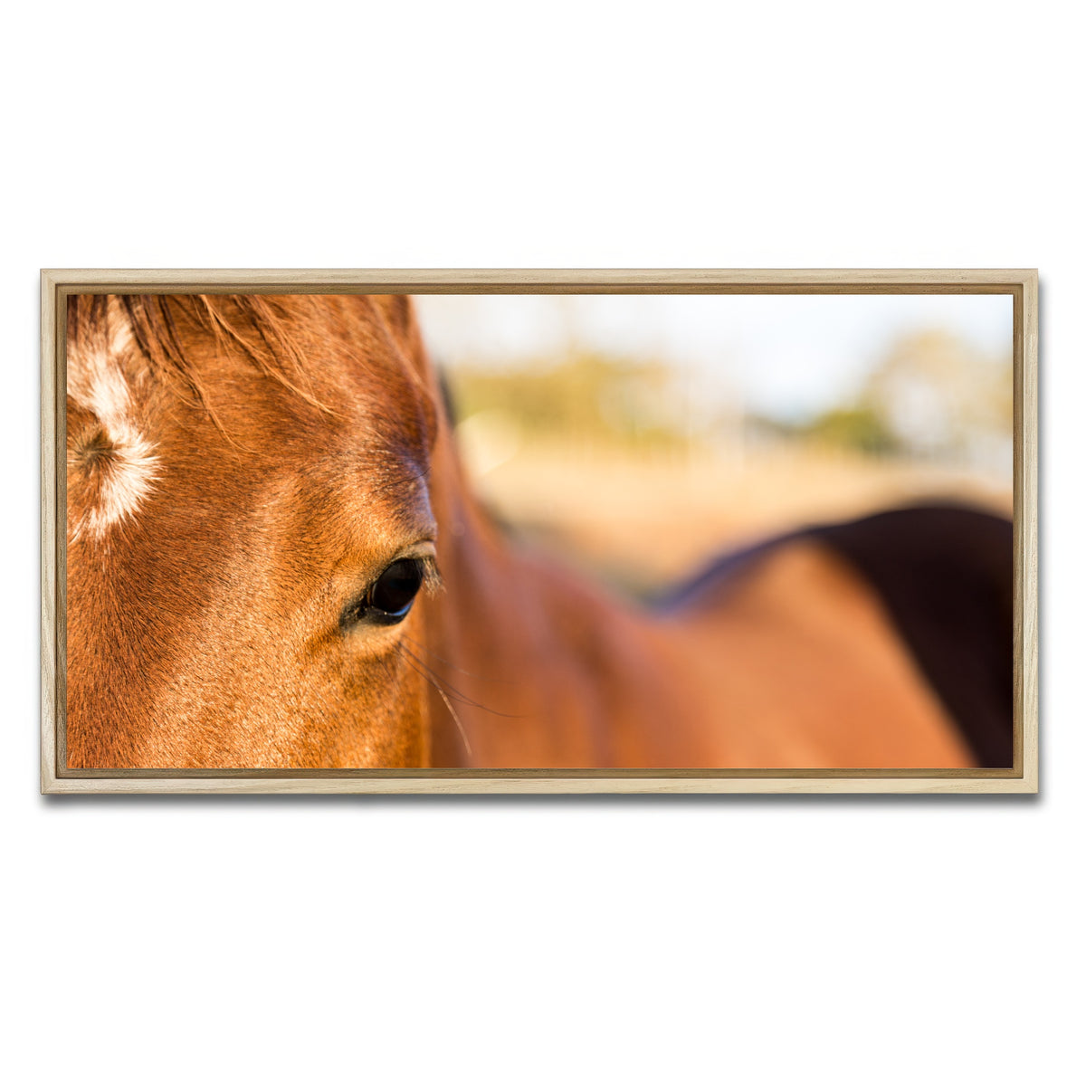 AUTO-MOCKUP WHITE | Brown Quarter Horse | 1 Piece | Natural Framed Canvas | group=2x1