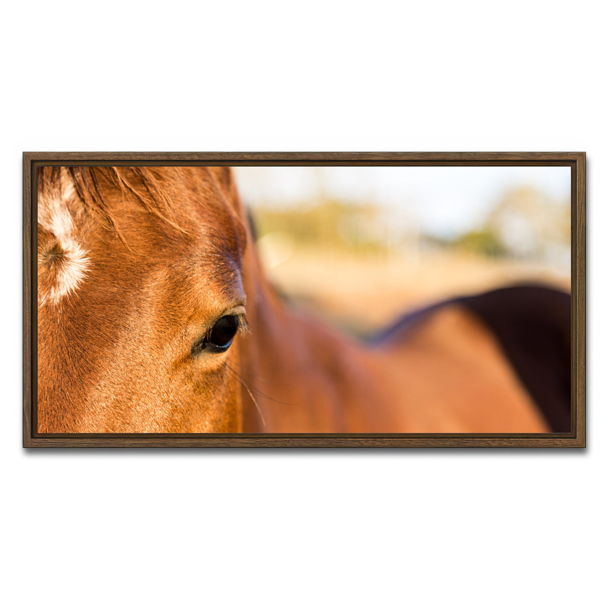 AUTO-MOCKUP WHITE | Brown Quarter Horse | 1 Piece | Walnut Framed Canvas | group=2x1