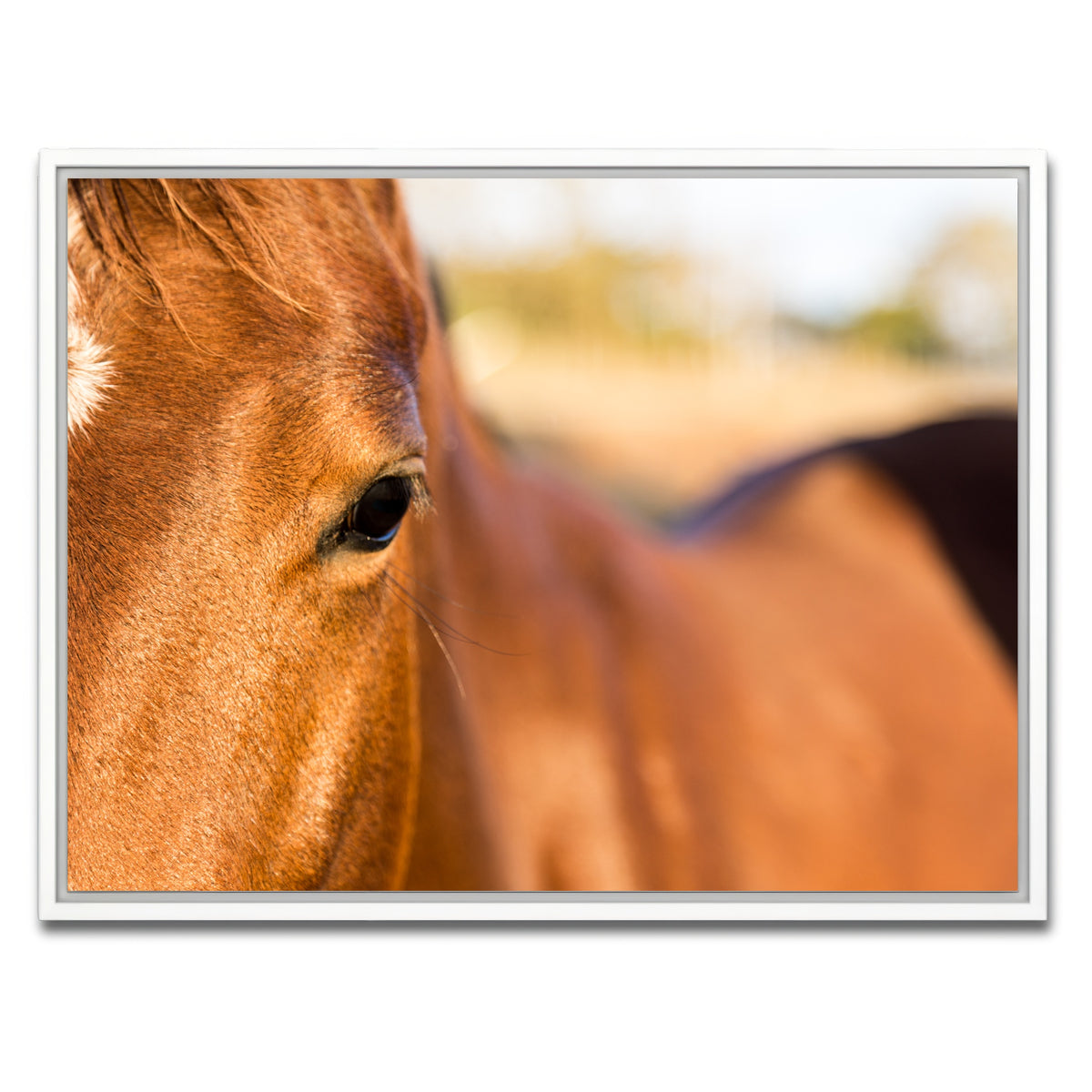 AUTO-MOCKUP WHITE | Brown Quarter Horse | 1 Piece | White Framed Canvas | group=4x3