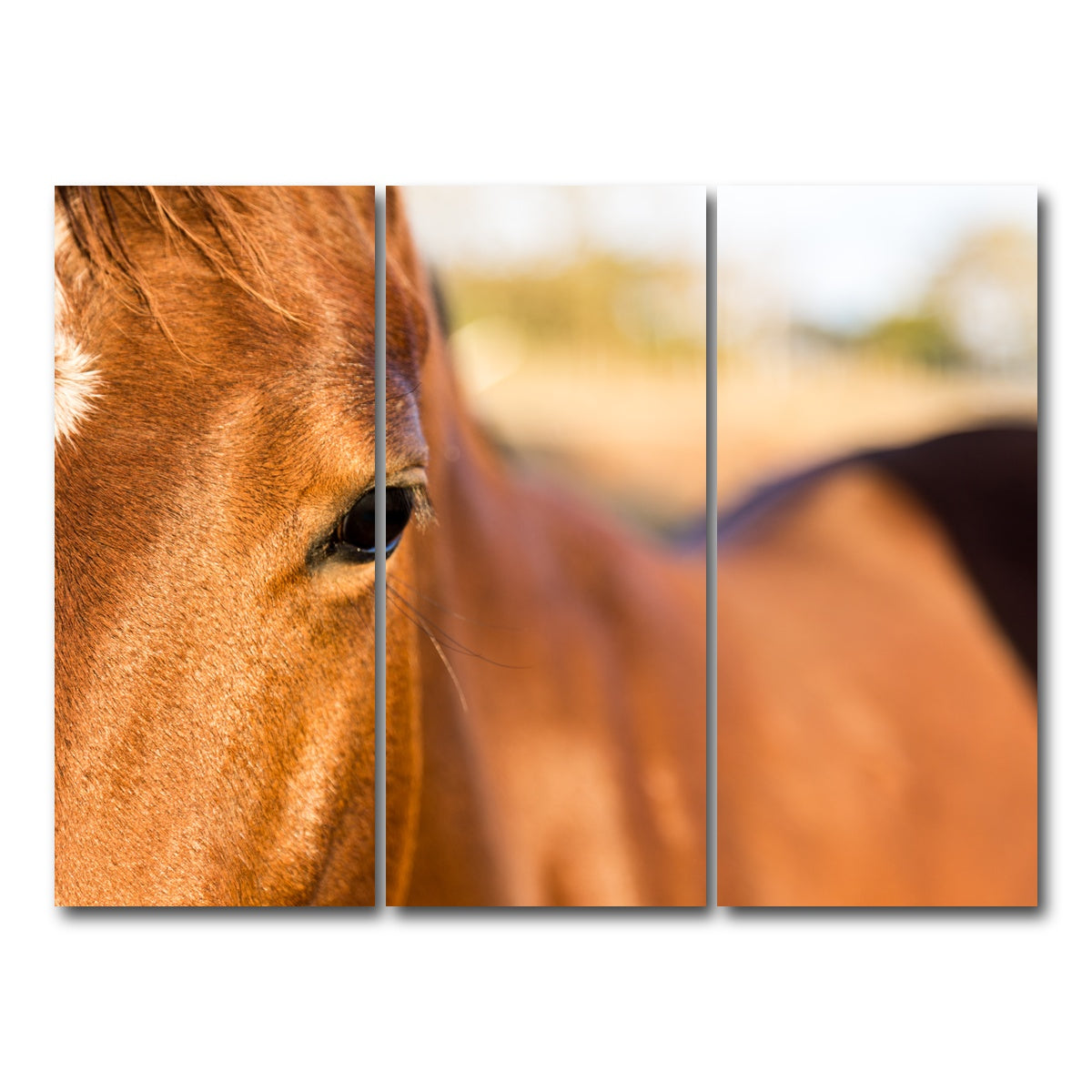 AUTO-MOCKUP WHITE | Brown Quarter Horse | 3 Piece | Gallery Wrap Canvas | group=8x18