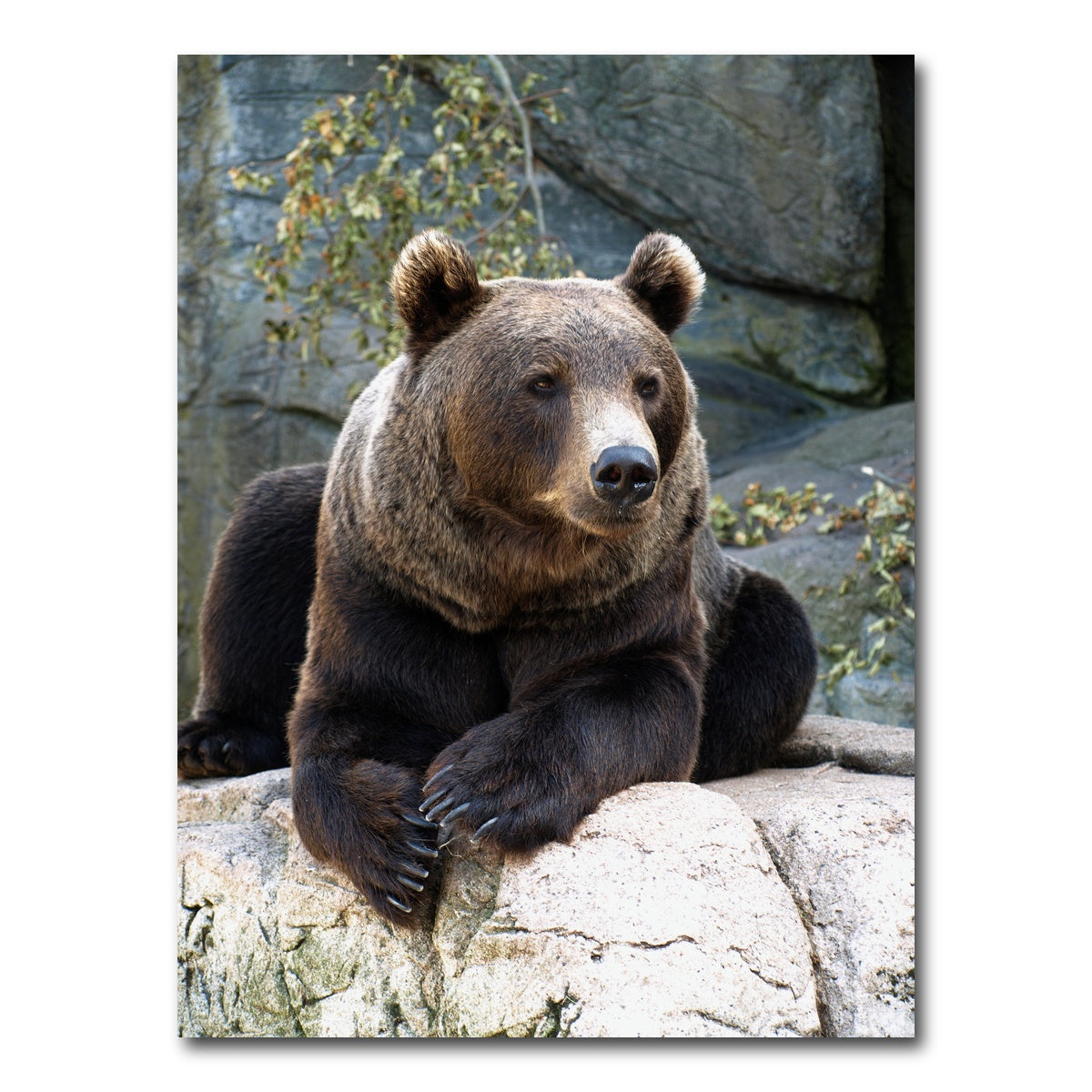 AUTO-MOCKUP WHITE | Brown grizzly bear | 1 Piece | Gallery Wrap Canvas | group=3x4