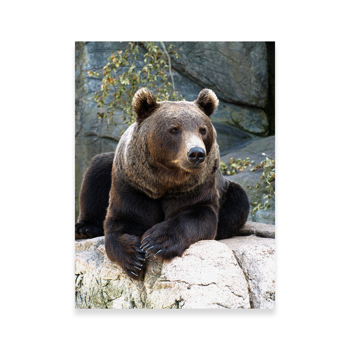 Brown Grizzly Bear Wall Art