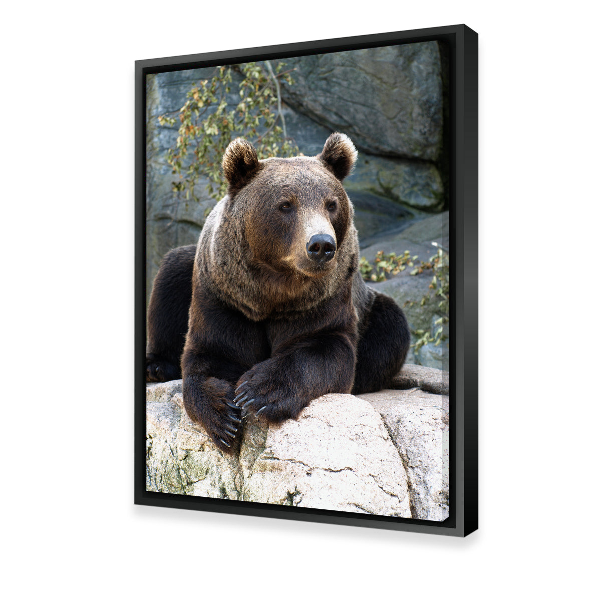 Brown Grizzly Bear Wall Art