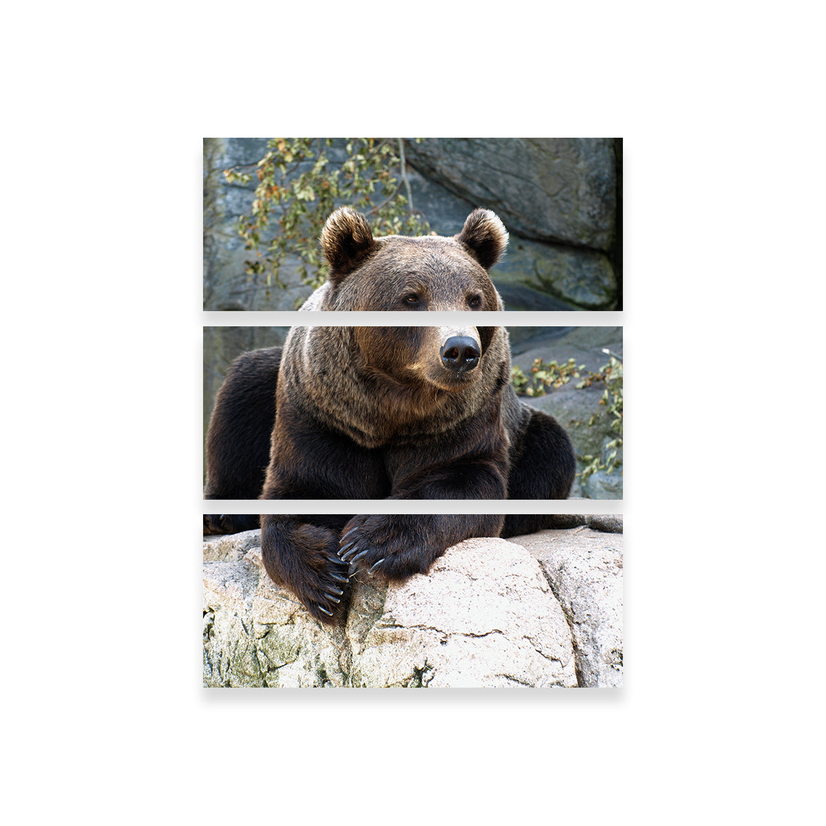 Brown Grizzly Bear Wall Art