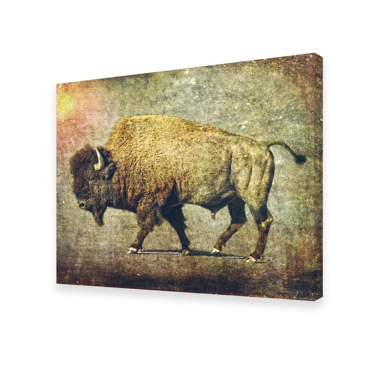 Buffalo Art Wall Art