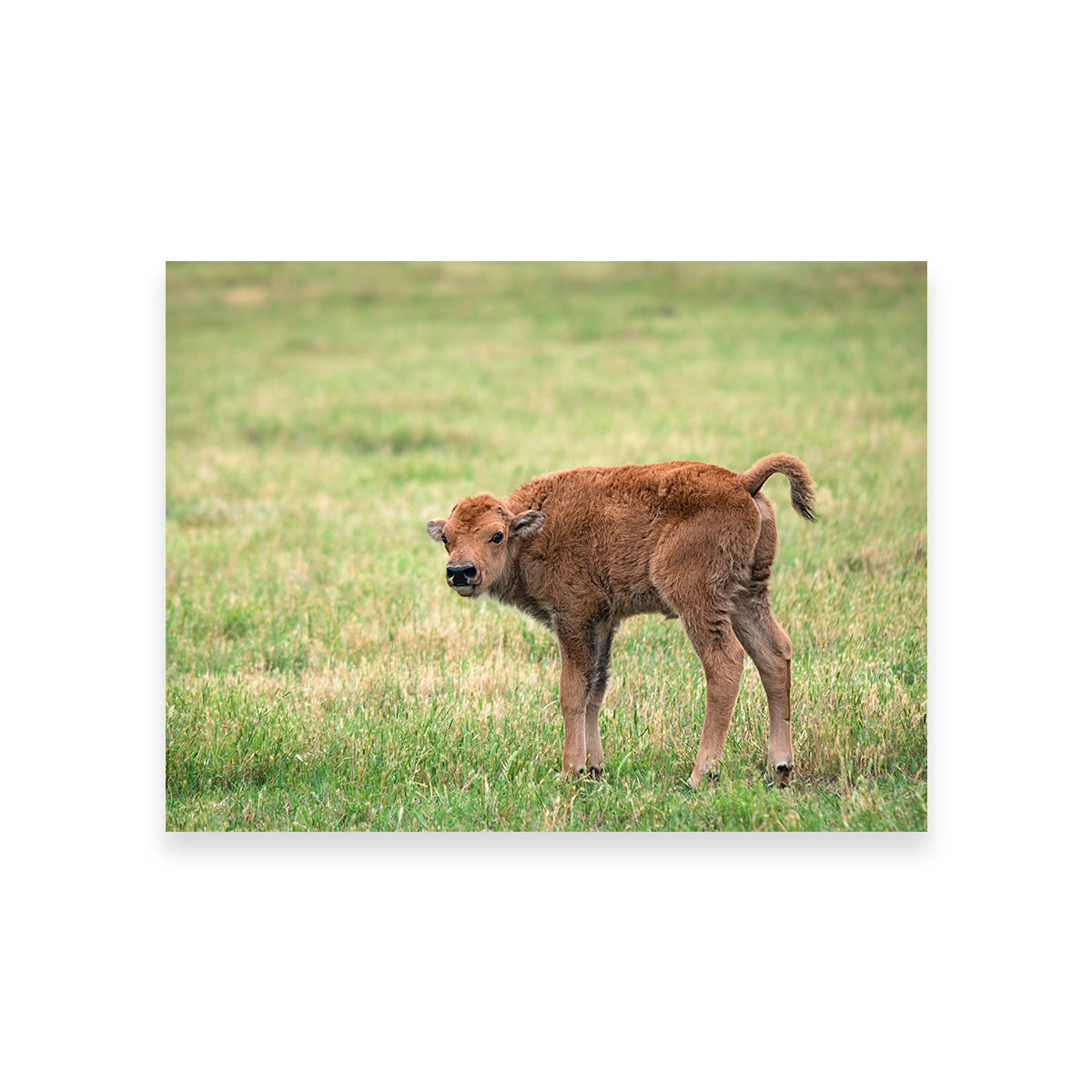 Buffalo Calf Wall Art