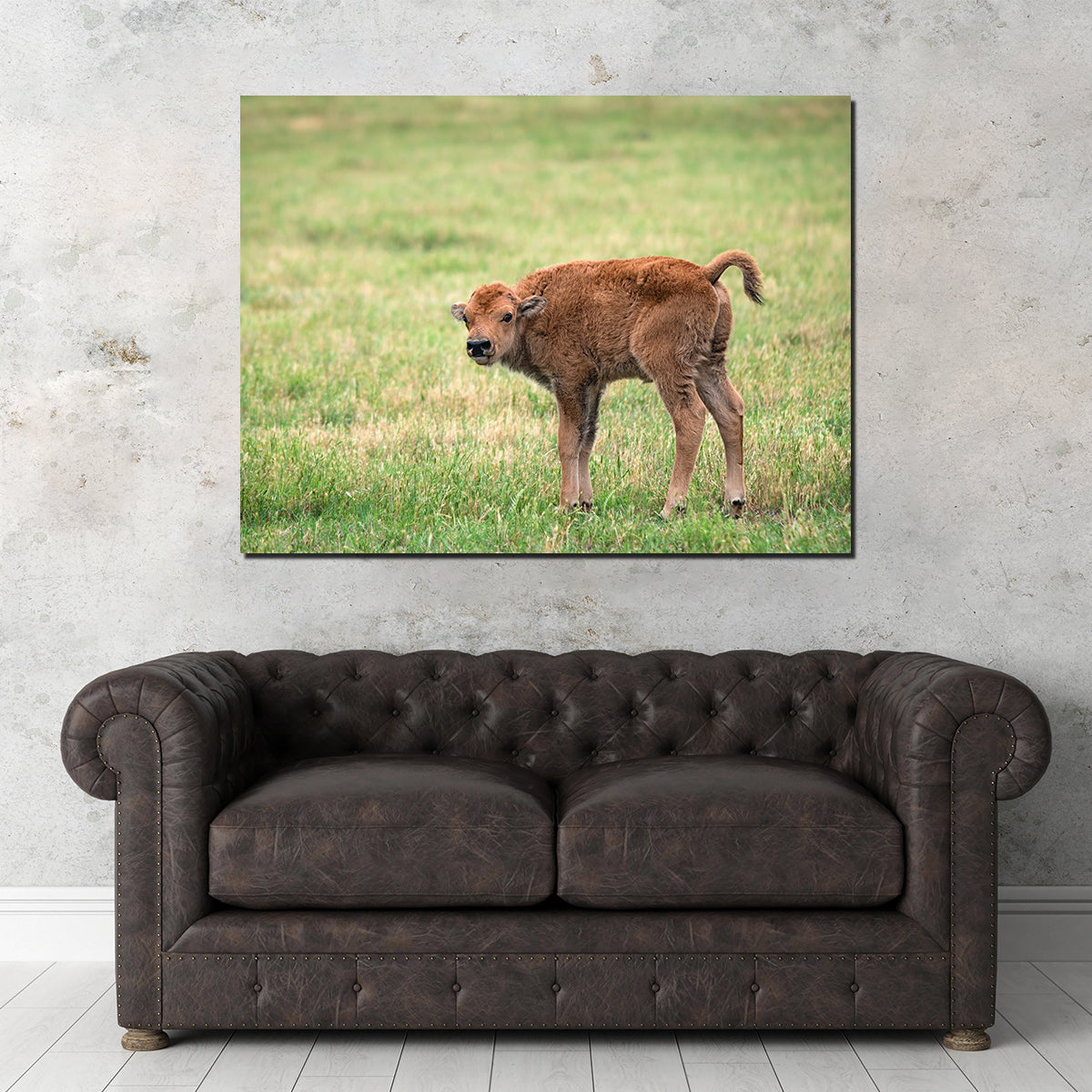 Buffalo Calf Wall Art