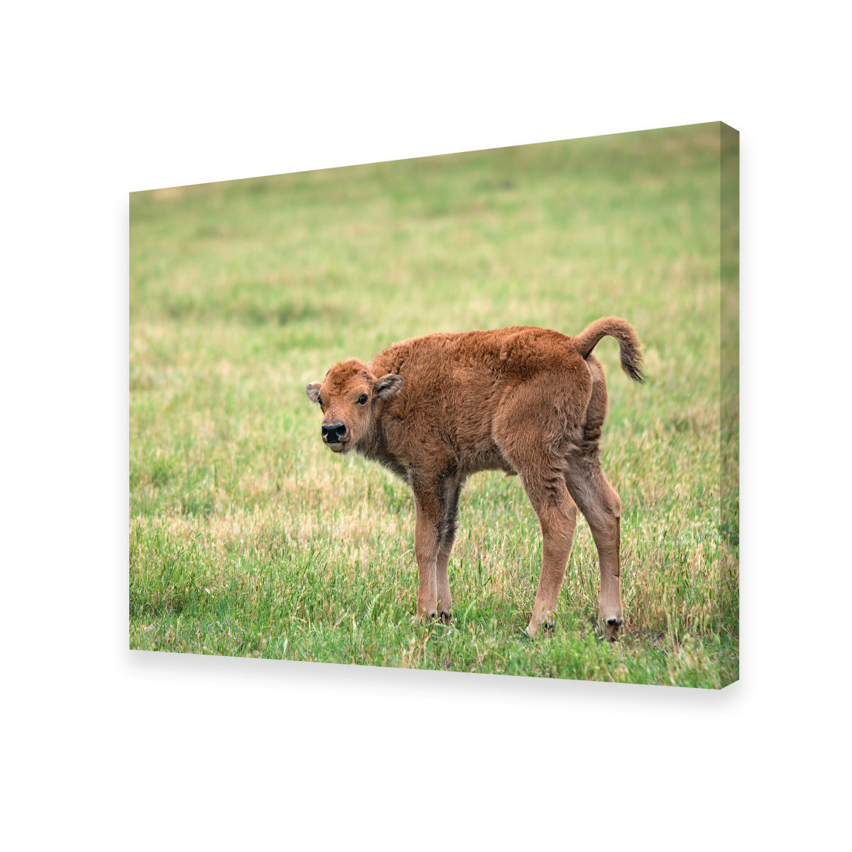 Buffalo Calf Wall Art