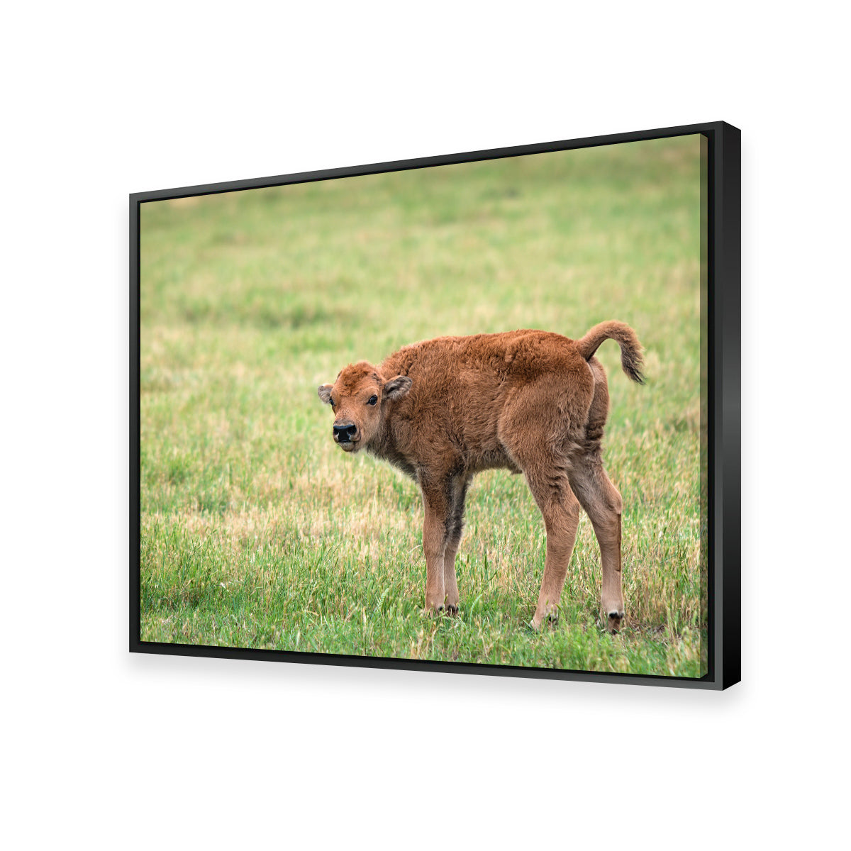 Buffalo Calf Wall Art