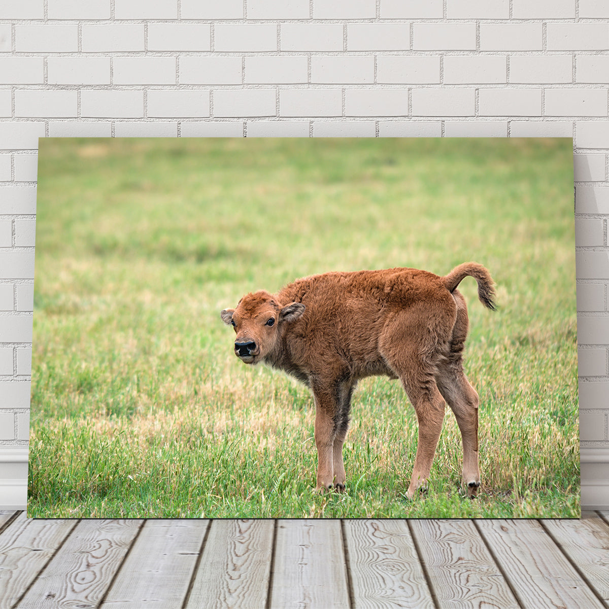 Buffalo Calf Wall Art