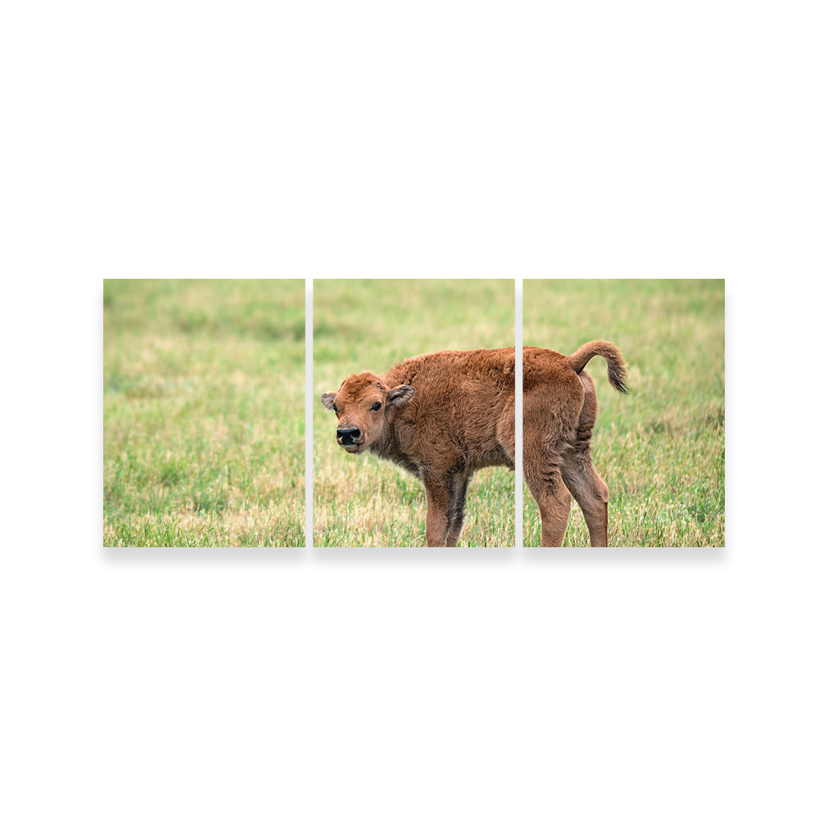 Buffalo Calf Wall Art