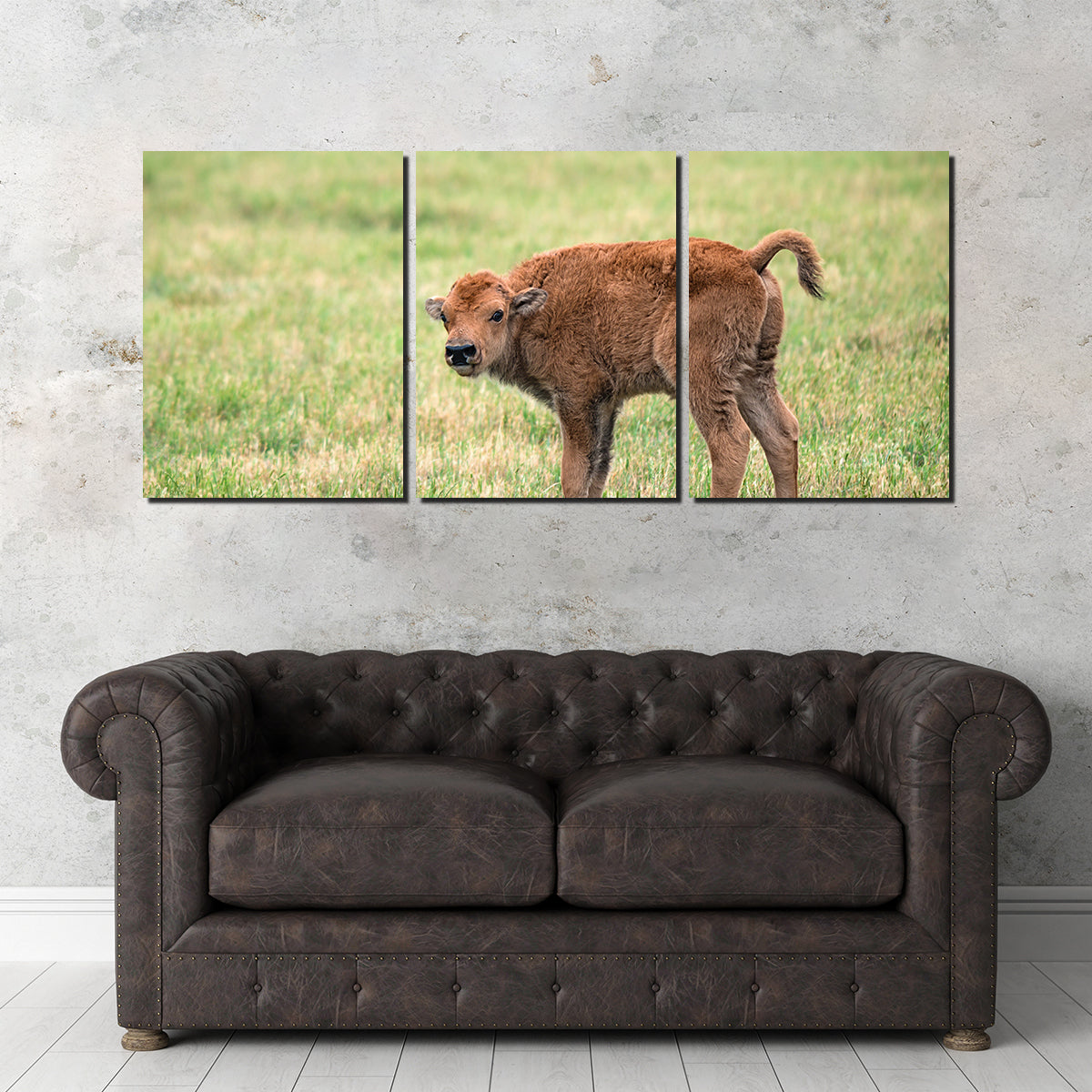 Buffalo Calf Wall Art