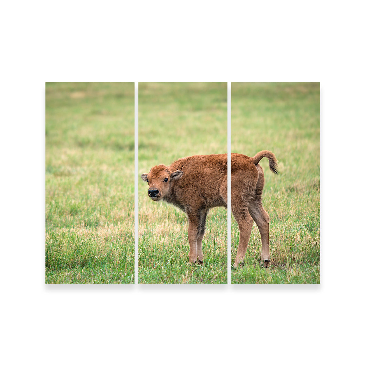 Buffalo Calf Wall Art