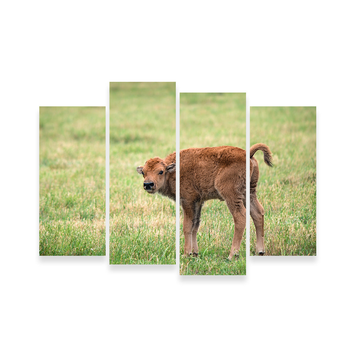 Buffalo Calf Wall Art