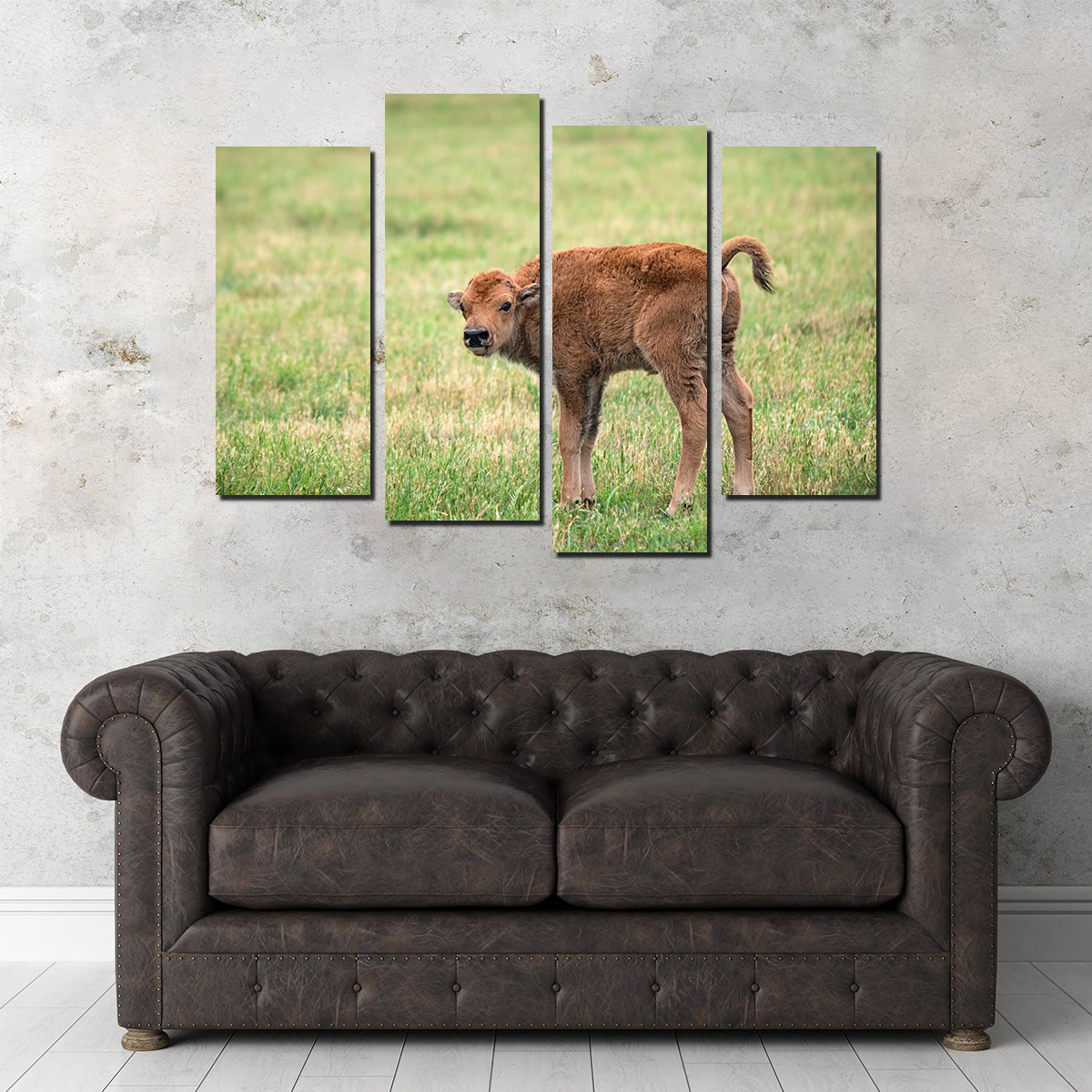 Buffalo Calf Wall Art