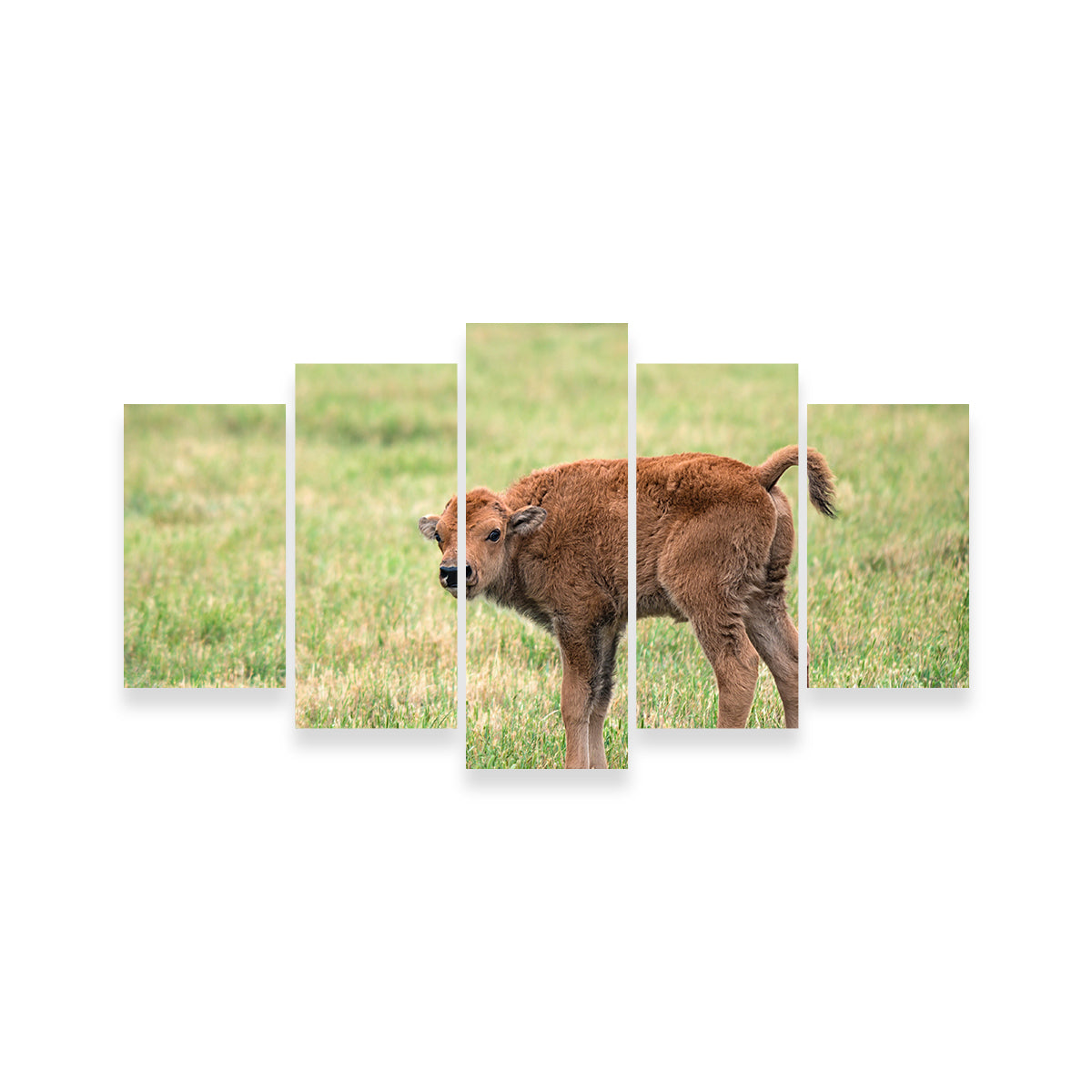 Buffalo Calf Wall Art