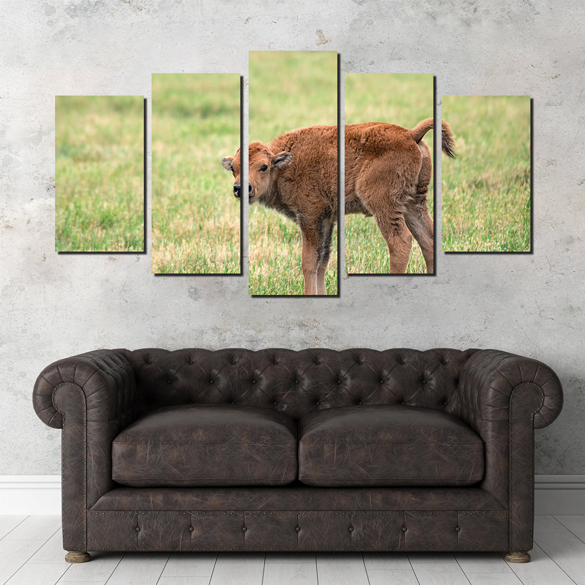 Buffalo Calf Wall Art