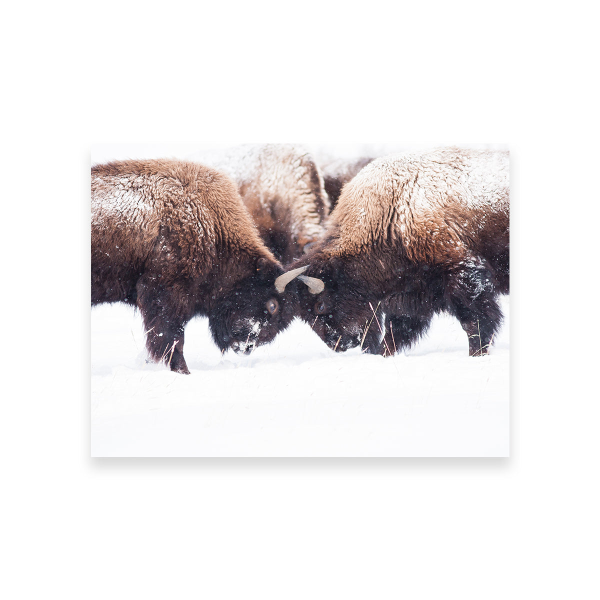 Buffalo Fighting in Yellowstone Wall Art