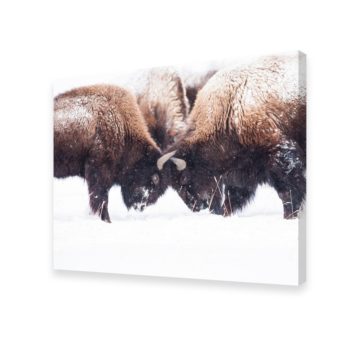 Buffalo Fighting in Yellowstone Wall Art