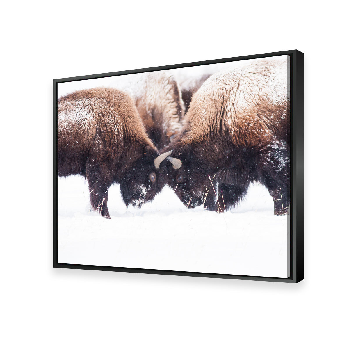 Buffalo Fighting in Yellowstone Wall Art