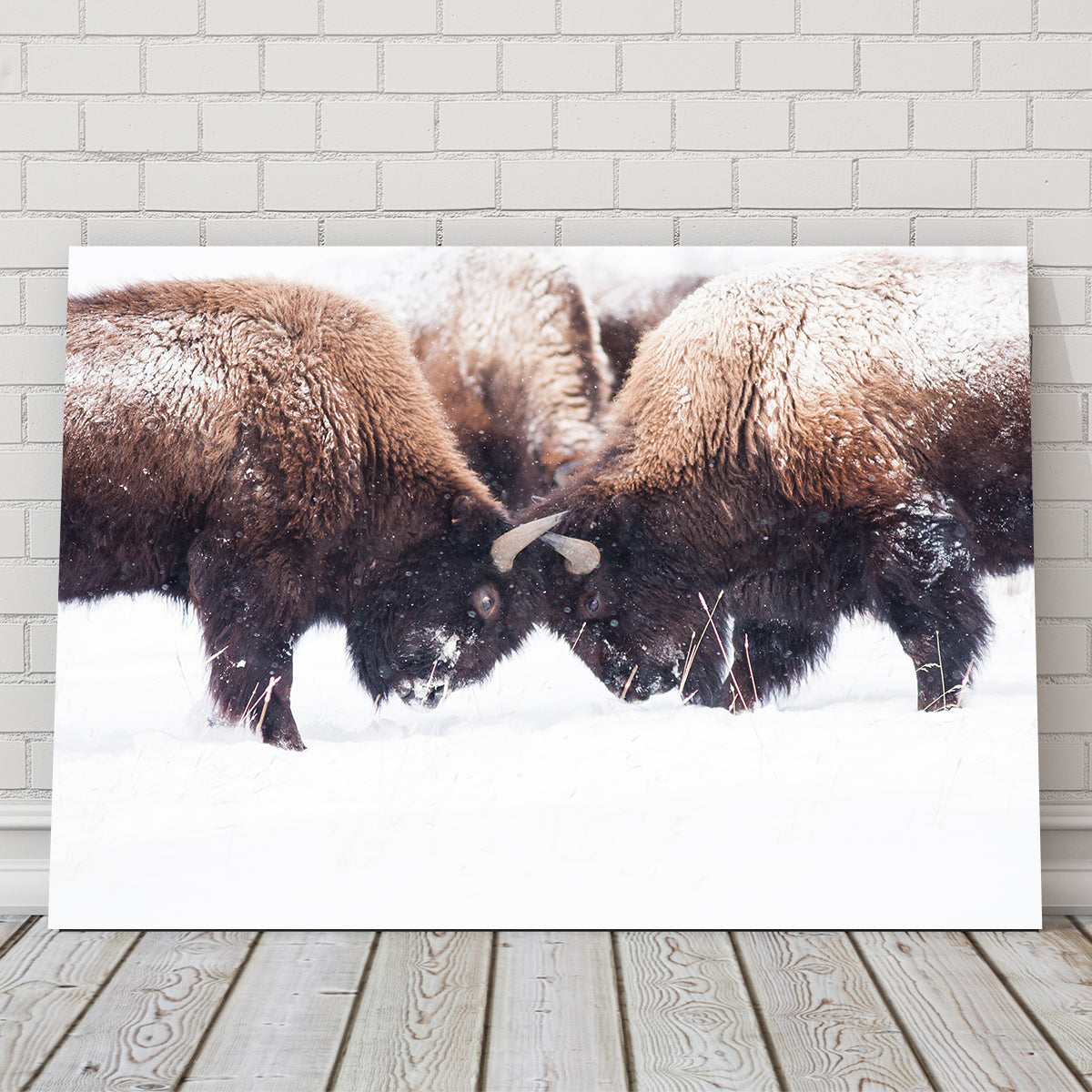 Buffalo Fighting in Yellowstone Wall Art