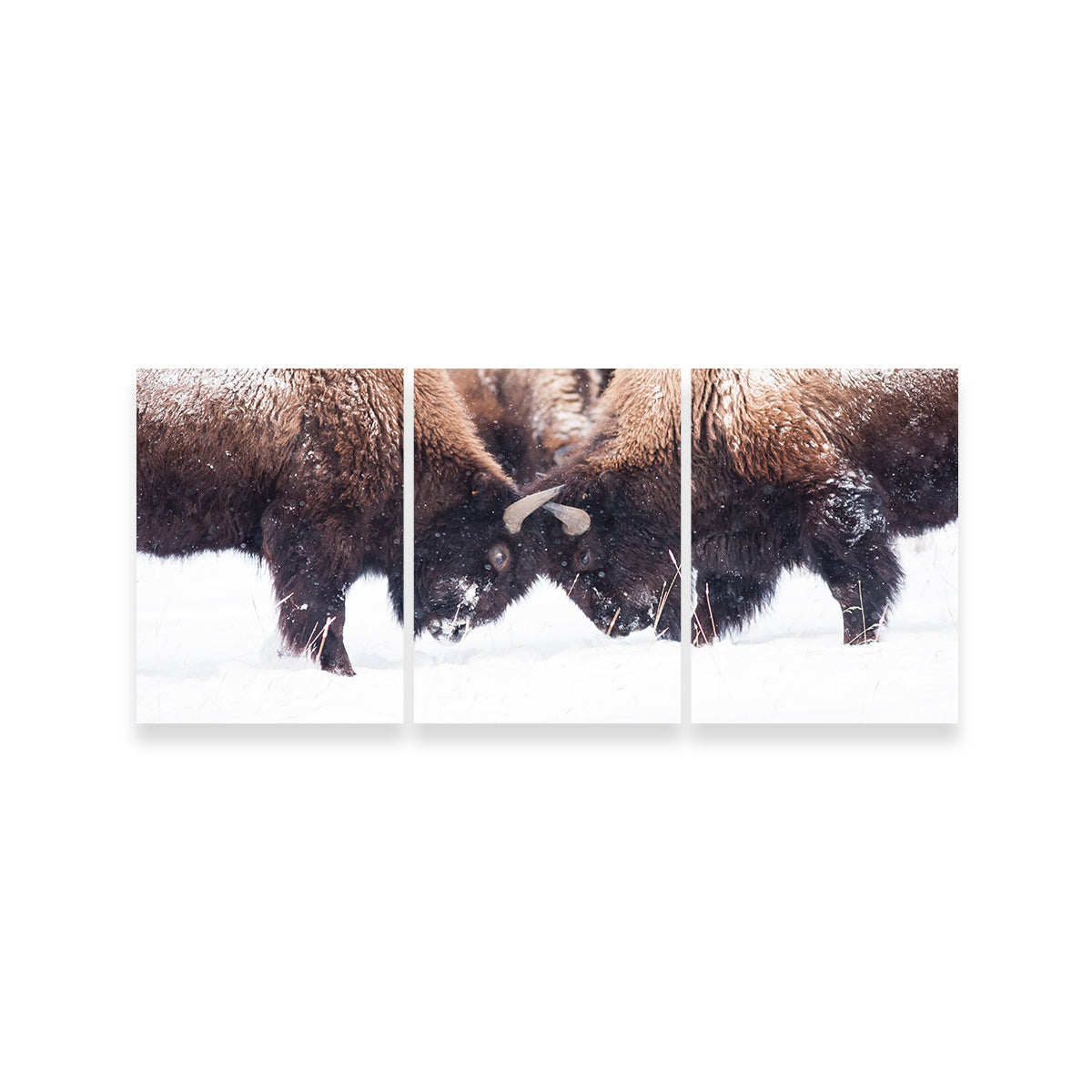 Buffalo Fighting in Yellowstone Wall Art