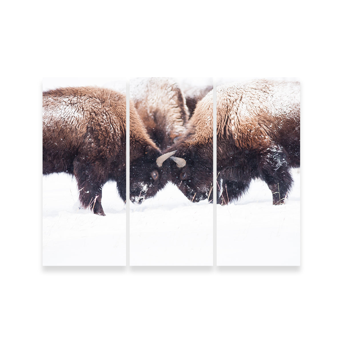 Buffalo Fighting in Yellowstone Wall Art