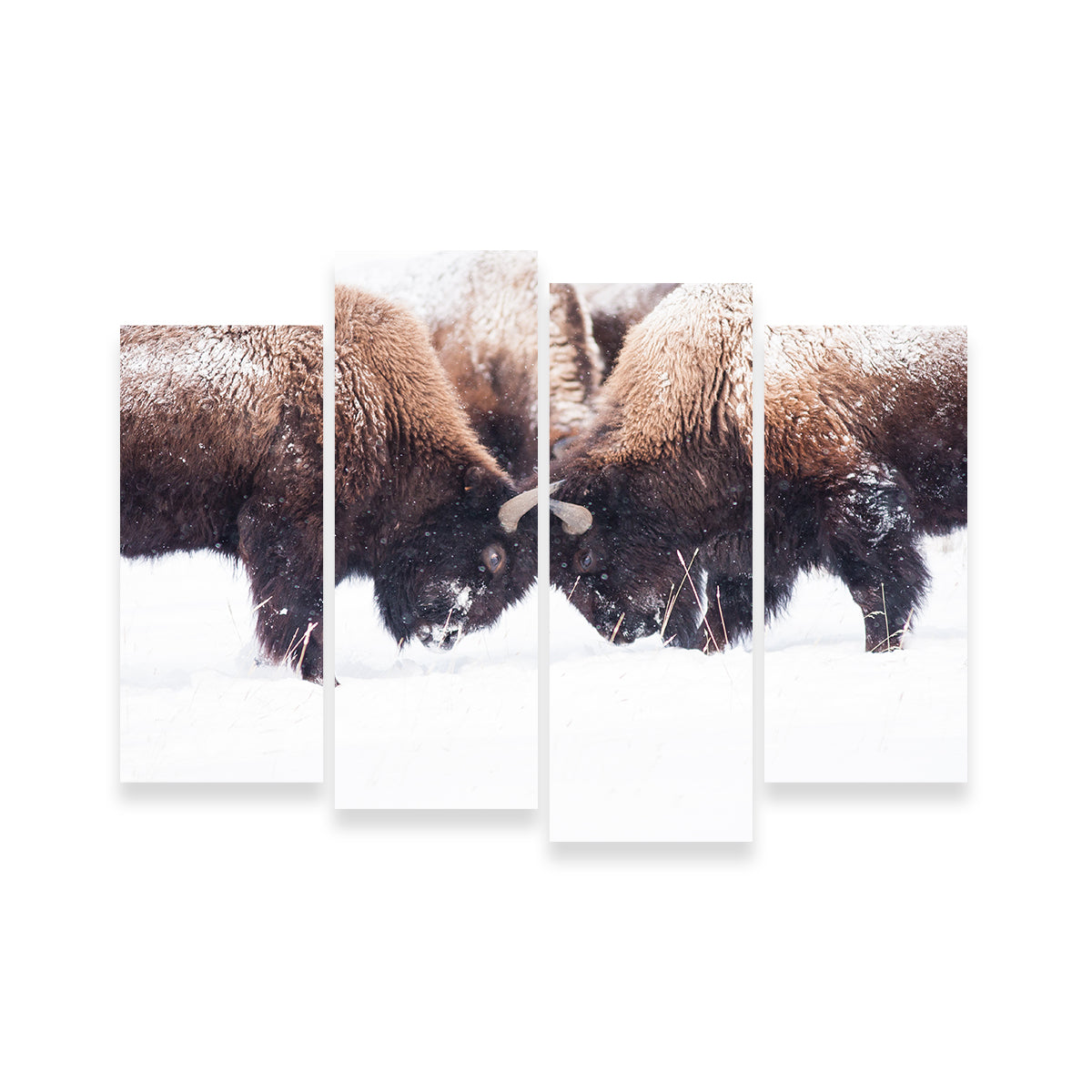 Buffalo Fighting in Yellowstone Wall Art