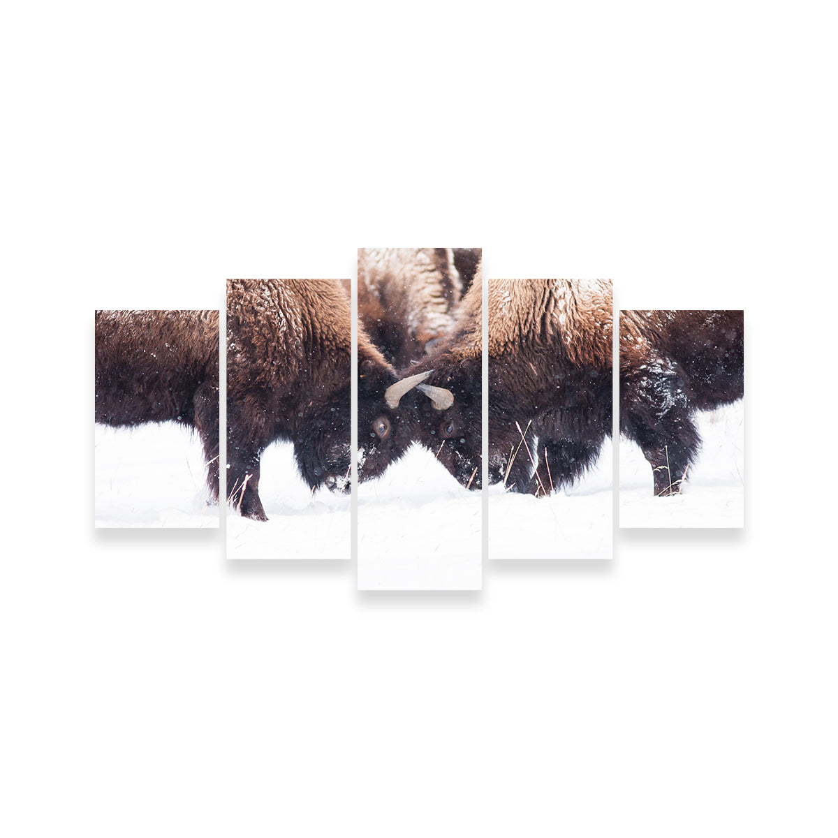 Buffalo Fighting in Yellowstone Wall Art