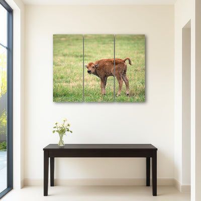 AUTO-MOCKUP ROOM | Buffalo Calf