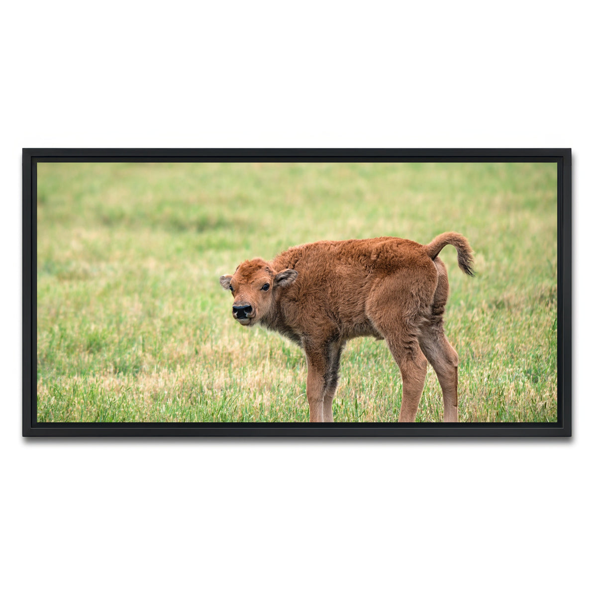 AUTO-MOCKUP WHITE | Buffalo Calf | 1 Piece | Black Framed Canvas | group=2x1