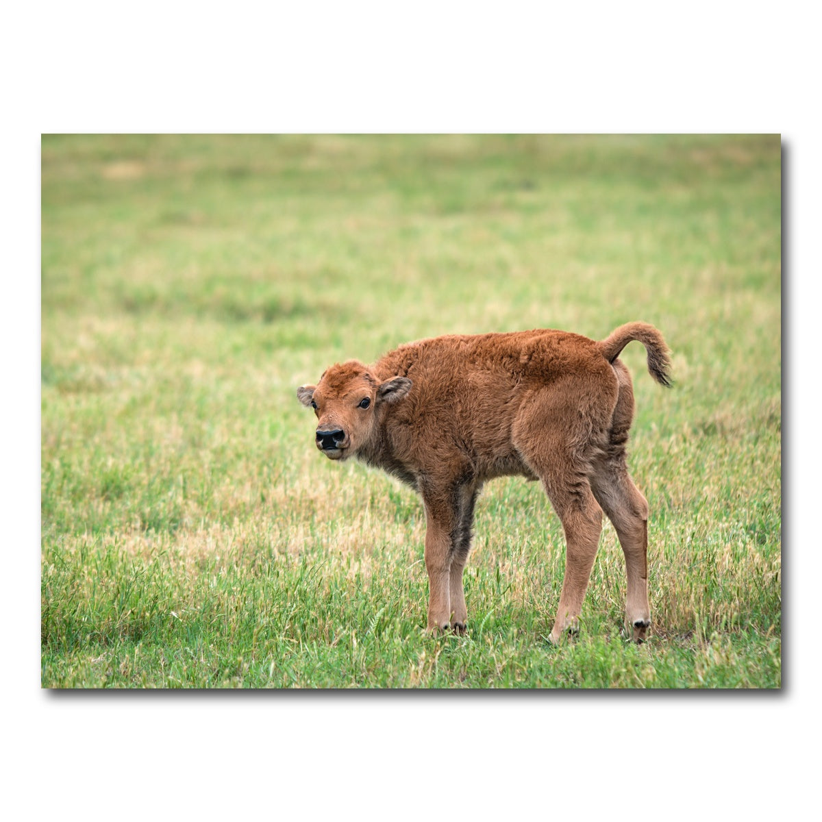 AUTO-MOCKUP WHITE | Buffalo Calf | 1 Piece | Gallery Wrap Canvas | group=4x3