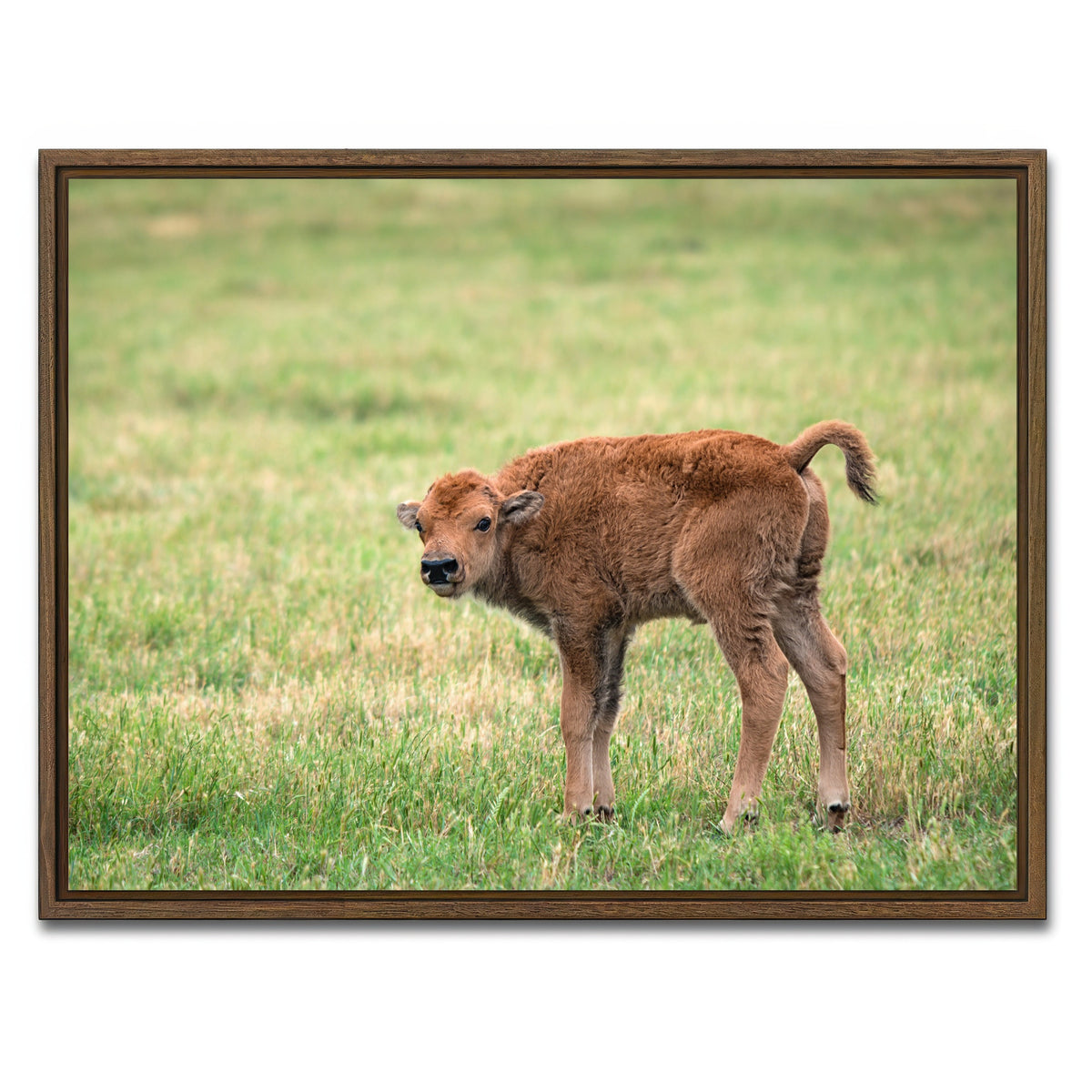 AUTO-MOCKUP WHITE | Buffalo Calf | 1 Piece | Walnut Framed Canvas | group=4x3